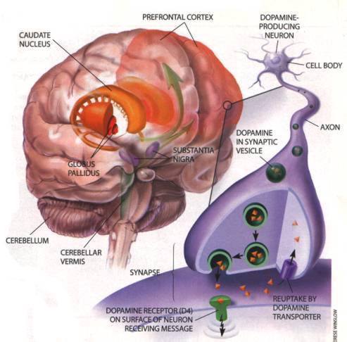 http://www.continuingedcourses.net/active/courses/images/course003-brain.jpg